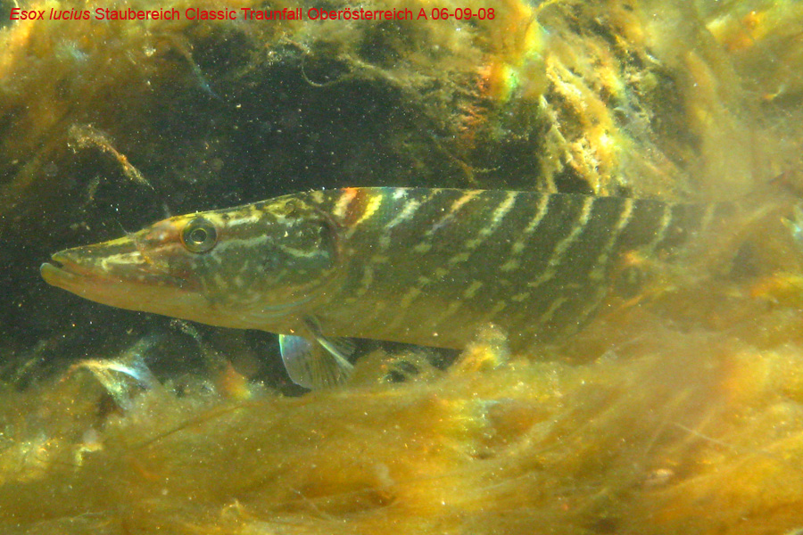 Immersione in fiume austriaco